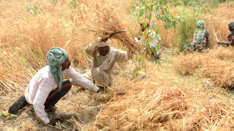 Beyond the Field: Integrating India into Global Agri-Value Chains